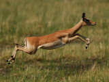 Impala, Okavango Delta, Botswana Photographic Print by Pete Oxford