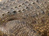 Detail of Crocodile Skin, Australia Photographic Print by David Wall