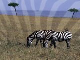 Zebra on the Serengeti, Kenya Photographic Print by Bill Bachmann Zebra on the Serengeti, Kenya Photographic Print by Bill Bachmann