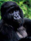Art Wolfe - Mountain Gorilla, Virunga Volcanoes National Park, Rwanda - Fotografik Baskı Art Wolfe - Mountain Gorilla, Virunga Volcanoes National Park, Rwanda - Fotografik Baskı