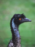 Emu Portrait, Australia Photographie par Charles Sleicher