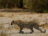 Leopard Female Stalking, Mombo Area, Chief's Island, Okavango Delta, Botswana Photographic Print by Pete Oxford