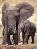 African Elephants, Tarangire National Park, Tanzania Fotografisk tryk af Art Wolfe African Elephants, Tarangire National Park, Tanzania Fotografisk tryk af Art Wolfe