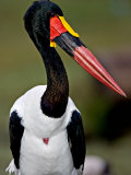 Saddle-Billed Stork Portrait, Tanzania Photographic Print by Charles Sleicher
