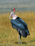 Marabou Stork, Kenya Photographic Print by Charles Sleicher