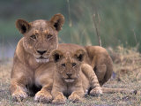 Lions, Okavango Delta, Botswana Photographic Print by Art Wolfe