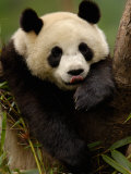 Giant Panda Family, Wolong China Conservation and Research Center for the Giant Panda, China Photographie par Pete Oxford