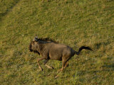 Blue Wildebeest, Mombo Area, Chief's Island, Okavango Delta, Botswana Photographic Print by Pete Oxford