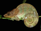 Chameleon in Sleeping Position, Montagne d'Ambre National Park, Madagascar Photographic Print by Pete Oxford