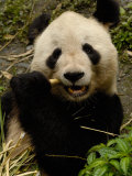 Giant Panda Family, Wolong China Conservation and Research Center for the Giant Panda, China Photographic Print by Pete Oxford