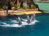 Dolphins, Sea World, Gold Coast, Queensland, Australia Lámina fotográfica por David Wall Dolphins, Sea World, Gold Coast, Queensland, Australia Lámina fotográfica por David Wall