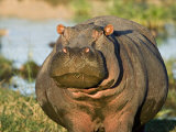 Hippopotamus, Tanzania Photographie par Charles Sleicher
