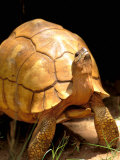 Plough-share Tortoise, Ampijeroa Forest Station, Madagascar Photographic Print by Pete Oxford