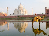 Young Boy on Camel, Taj Mahal Temple Burial Site at Sunset, Agra, India Photographic Print by Bill Bachmann