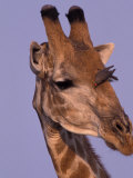 Reticulated Giraffe and Oxpeckers, Ngamiland, Okavango Delta, Botswana Photographic Print by Art Wolfe