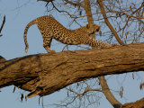 Leopard Female Stretching, Savuti Channal, Linyanti Area, Botswana Photographic Print by Pete Oxford