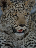 Leopard Female Cub, Savuti Channal, Linyanti Area, Botswana Photographie par Pete Oxford
