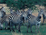 Plains Zebras, Serengeti National Park, Tanzania Photographic Print by Art Wolfe Plains Zebras, Serengeti National Park, Tanzania Photographic Print by Art Wolfe