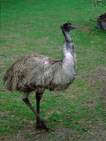 Emu Portrait, Australia Photographic Print by Charles Sleicher