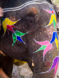 Elephant at Amber Fort, Rajasthan, Jaipur, India Photographic Print by Bill Bachmann