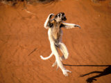Verreaux's Sifaka, Berenty, Madagascar Photographic Print by Pete Oxford