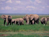 African Elephant Herd and Cattle Egrets, Amboseli National Park, Kenya Photographic Print by Art Wolfe
