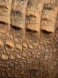 Detail of Crocodile Skin, Australia Photographic Print by David Wall