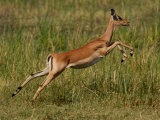 Impala, Okavango Delta, Botswana Photographic Print by Pete Oxford