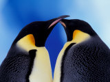 Emperor Penguin Pair, Antarctica Photographic Print by Art Wolfe