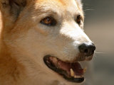Dingo, Australia Photographie par David Wall