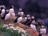 Atlantic Puffin, Iceland Photographic Print by Art Wolfe
