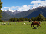 Cows near Fox Glacier, West Coast, South Island, New Zealand Photographic Print by David Wall Cows near Fox Glacier, West Coast, South Island, New Zealand Photographic Print by David Wall