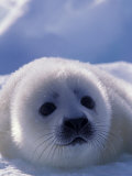 Harp Seal, Iles de la Madeleine, Quebec, Canada Fotografie-Druck von Art Wolfe