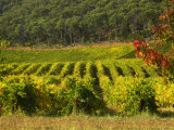 Boynton's of Bright Vineyard, near Bright, Victoria, Australia Photographic Print by David Wall