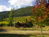 Boynton's of Bright Vineyard, near Bright, Victoria, Australia Photographic Print by David Wall