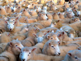 Mob of Sheep in Yard Photographic Print by David Wall Mob of Sheep in Yard Photographic Print by David Wall
