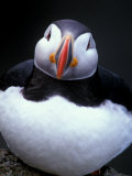 Atlantic Puffin, Iceland Photographic Print by Art Wolfe