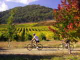 Cyclists on Rail Trail by Boynton's of Bright Vineyard, near Bright, Victoria, Australia Photographic Print by David Wall