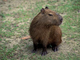 Capybara, South America Photographic Print by Art Wolfe