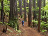Redwood Forest, Rotorua, New Zealand Photographie par David Wall