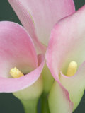 Pink Calla Lilies Photographic Print by Jamie & Judy Wild Pink Calla Lilies Photographic Print by Jamie & Judy Wild