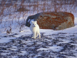 Arctic Fox, Churchill, Manitoba, Canada Photographic Print by Art Wolfe