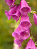 Fox Glove Blooms, Queen Charlotte Islands, Canada Photographie par Savanah Stewart