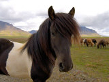 Icelandic Horses, Iceland Photographic Print by Lisa S. Engelbrecht
