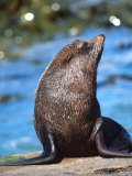 New Zealand Fur Seal, Shag Point, Otago, New Zealand Photographic Print by David Wall