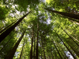 Redwood Forest, Rotorua, New Zealand Photographie par David Wall