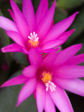 Sunrise Cactus Flowers Photographic Print by Jamie & Judy Wild