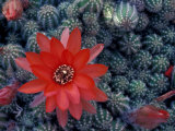 Cactus in Bloom, South America Photographic Print by Art Wolfe