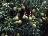Mangoes, Fiji Photographic Print by David Wall