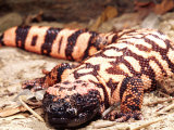 Gila Monster, Native to Southwestern USA Photographic Print by David Northcott